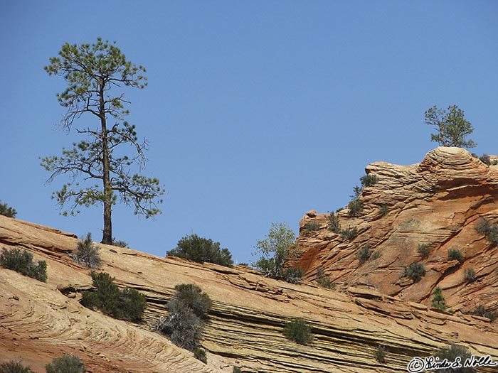 Canyonlands_20080528_174142_450_S.jpg - A lone tree stands out against dramatic sky and red rock in Bryce Canyon Utah.