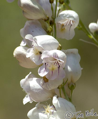 Canyonlands_20080528_184542_889_2X.jpg - White blossoms form a kind of natural garland.  Zion National Park, Utah.