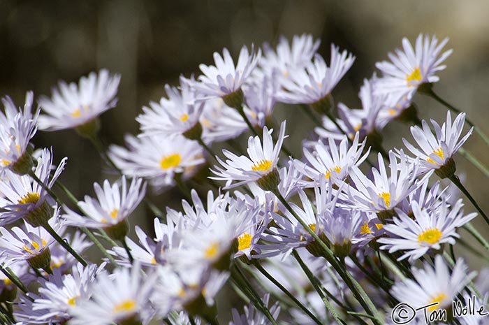 Canyonlands_20080528_184624_891_2X.jpg - A clump of asters blows against a shady wall in Zion National Park, Utah.