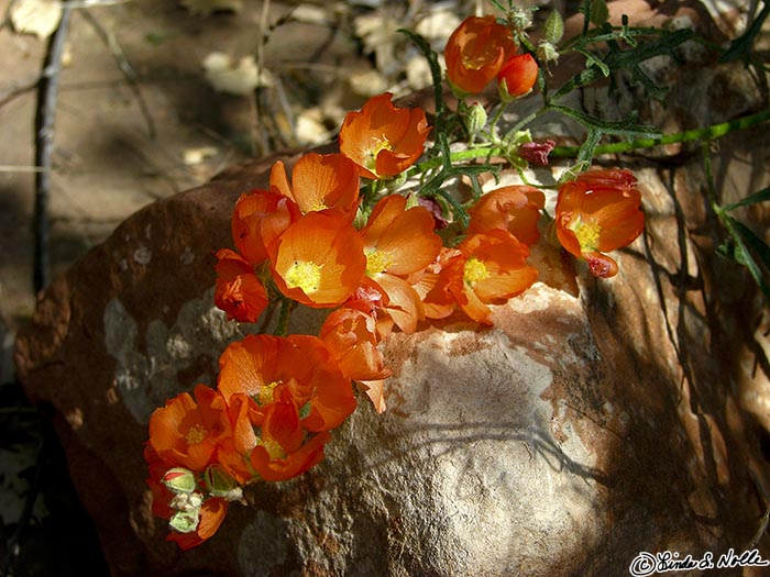 Canyonlands_20080528_184714_457_S.jpg - The sun lights up a spray of flowers draped on a shadowy rock in Zion National Park Utah.