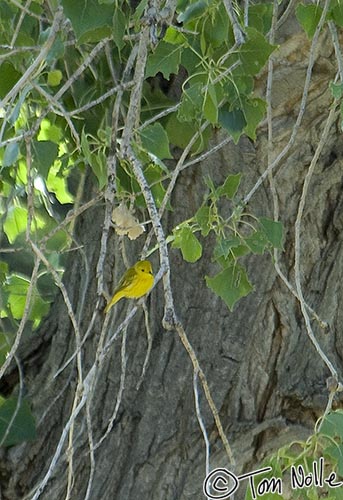 Canyonlands_20080528_185410_903_2X.jpg - A very pretty bird that was unfortunately reluctant to get close.  Zion National Park, Utah.