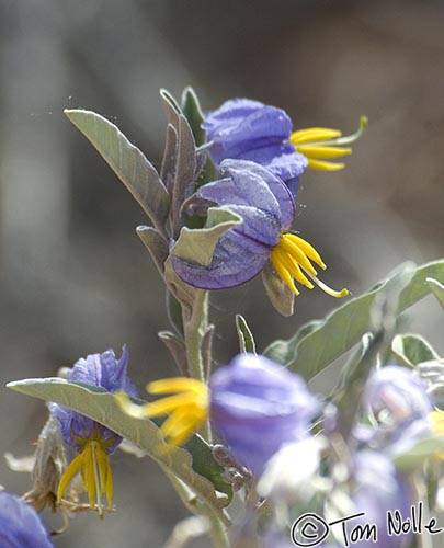 Canyonlands_20080528_190454_919_2X.jpg - This desert nightshade is kind of on its way past prime.  Zion National Park, Utah.