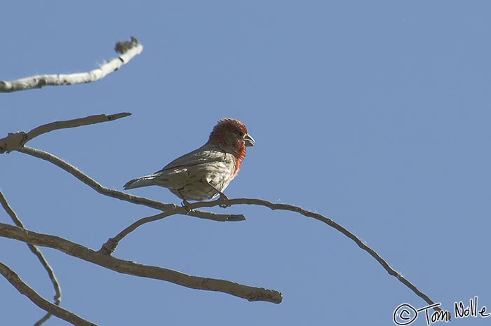 Canyonlands_20080528_192730_961_2X.jpg - A house finch perches in a tree to have a look around the park.  Zion National Park, Utah.