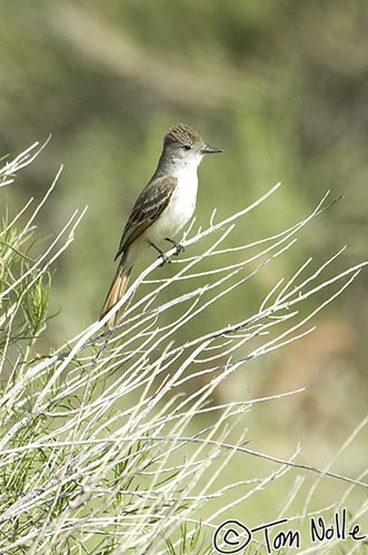 Canyonlands_20080528_193558_982_2X.jpg - This ash-throated flycatcher is definitely looking for something to catch in meadow grass inside Zion National Park, Utah.