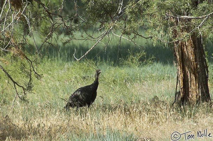 Canyonlands_20080528_195042_994_2X.jpg - This turkey is defying the dance theme and refusing to budge.  Zion National Park, Utah.