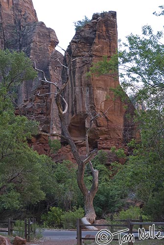 Canyonlands_20080529_101304_154_20.jpg - This area is called the Temple of Sinawava, at the end of the transportation system in Zion National Park, Utah.