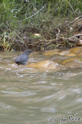 Canyonlands_20080529_102858_064_2X.jpg - An American dipper finds something to munch on in the river, as extremely low light makes photography tough!  Zion National Park, Utah.