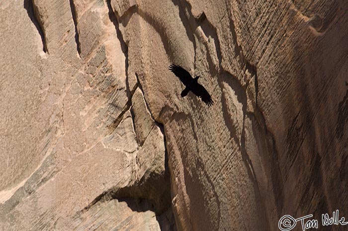 Canyonlands_20080529_103526_078_2X.jpg - A raven wheels along a steep rocky cliff in Zion National Park, Utah.