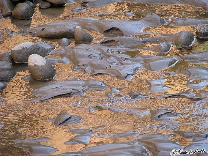 Canyonlands_20080529_105226_460_S.jpg - Early sun lights the water on a small stream and creates crazy patterns across the sandy stream bed.  Zion National Park, Utah.