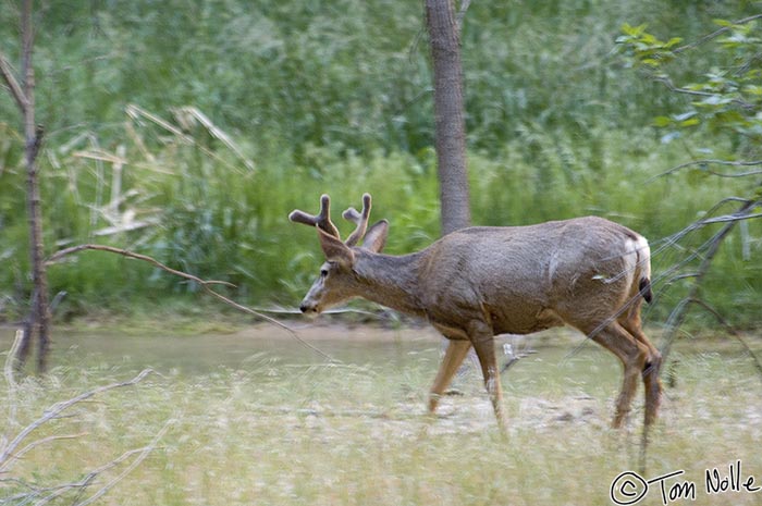 Canyonlands_20080529_111650_145_2X.jpg - A buck mule deer moves along the edge of the river in Zion National Park, Utah.