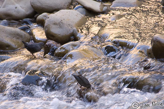 Canyonlands_20080529_113952_200_2X.jpg - As one of a pair of dippers watch, the other dunks its head into the river for an insect.  Zion National Park, Utah.