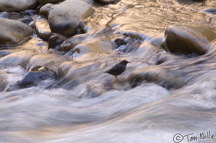 Canyonlands_20080529_114046_207_2X.jpg - An American Dipper waits for an insect in a stream in Zion National Park, Utah.