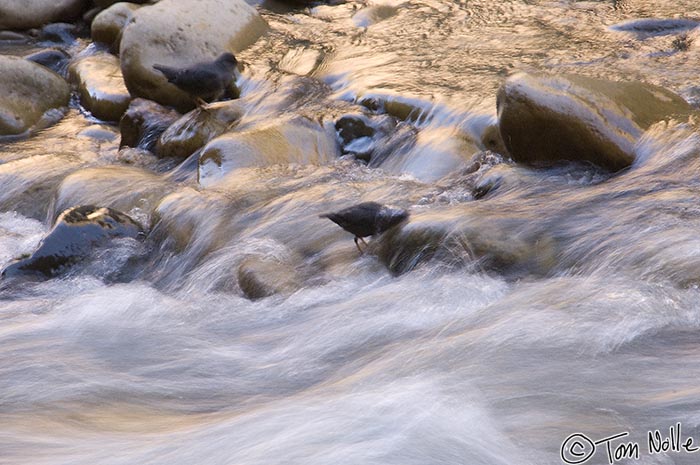 Canyonlands_20080529_114058_210_2X.jpg - The dipper sticks its head into the swirling water to grab something tasty.  Zion National Park, Utah.