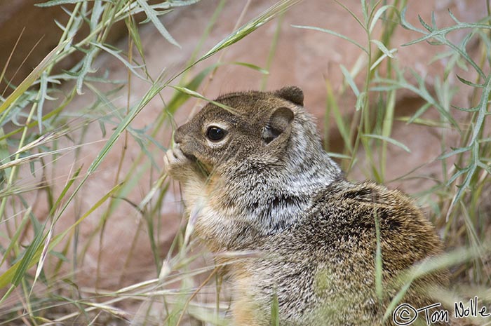 Canyonlands_20080529_114954_240_2X.jpg - A ground squirrel chows down on some tender grass shoots in Zion National Park, Utah.