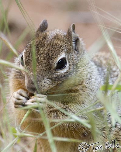 Canyonlands_20080529_115208_267_2X.jpg - This ground squirrel is having a great time in this clump of tender new grass.  Zion National Park, Utah.