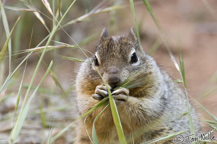 Canyonlands_20080529_115316_286_2X.jpg - To a blade of grass, this is what a ground squirrel looks like!  Zion National Park, Utah.