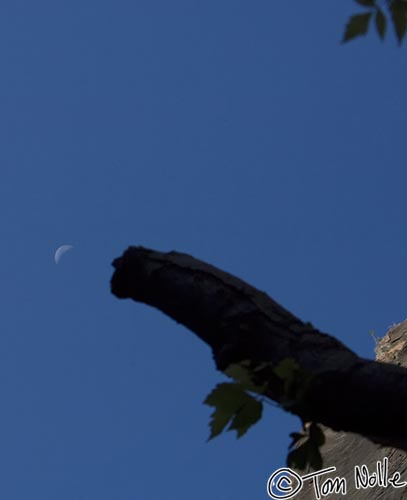 Canyonlands_20080529_120726_307_2X.jpg - A branch seems to point at a setting moon in Zion National Park, Utah.