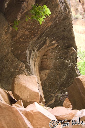 Canyonlands_20080529_122156_325_2X.jpg - Weather is the sculptor here in this lovely formation.  Zion National Park, Utah.