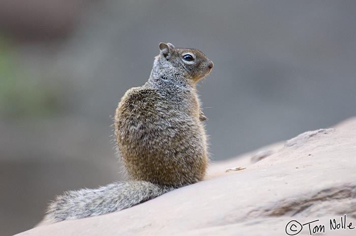 Canyonlands_20080529_122504_342_2X.jpg - This ground squirrel may be facing an uphill battle on this rock, but they're pretty agile so it's not much of a challenge.  Zion National Park, Utah.