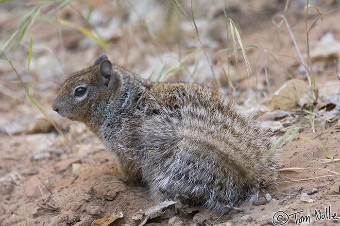 Canyonlands_20080529_124410_368_2X.jpg - This ground squirrel was surprised by sudden visitors.  Zion National Park, Utah.