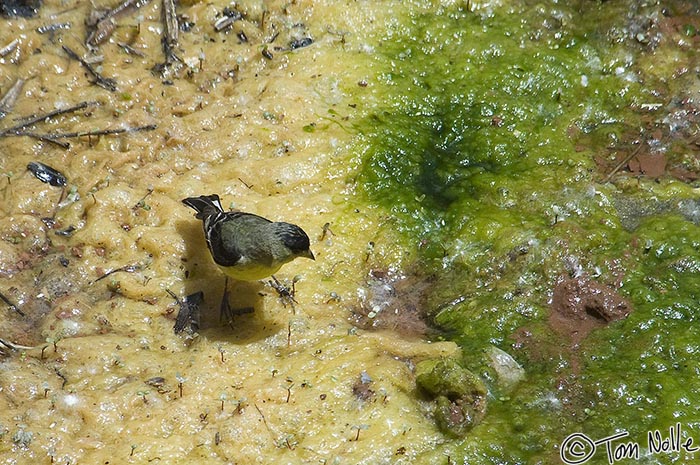 Canyonlands_20080529_145216_395_2X.jpg - A goldfinch (probably a lesser goldfinch) looks for something it can eat in what appears to be pond scum/algae.  Zion National Park, Utah.