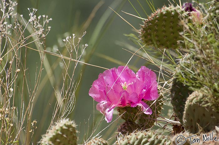 Canyonlands_20080529_151214_410_2X.jpg - The blossom on a prickly pear cactus isn't completely safe from plucking, but it's at least somewhat defended!  Zion National Park, Utah.