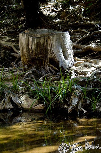 Canyonlands_20080529_155242_447_2X.jpg - Sunlight and shadow dapple this old stump in Zion National Park, Utah.