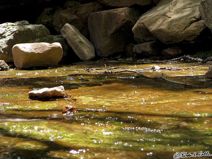 Canyonlands_20080529_161154_481_S.jpg - Sunlight peeks through thick growth to glitter on this shallow stream in Zion National Park, Utah.