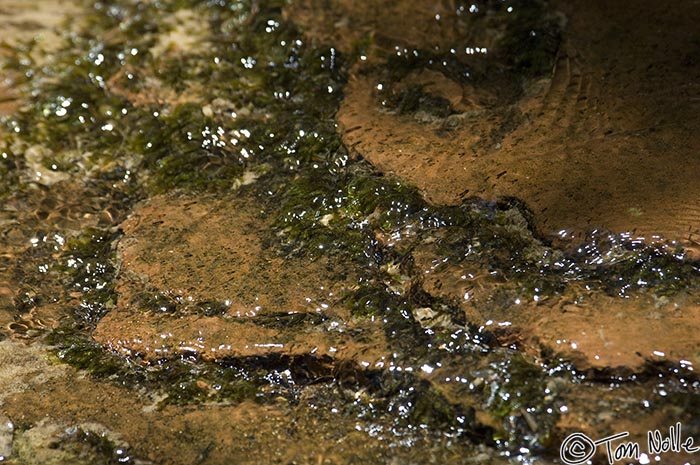 Canyonlands_20080529_161158_454_2X.jpg - Sun glistens off the rocks in a small stream in Zion National Park, Utah.