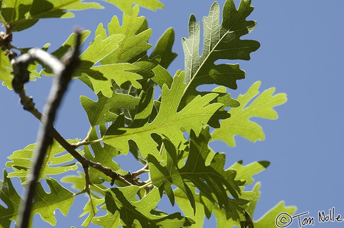 Canyonlands_20080529_163344_468_2X.jpg - Oak leaves against the sky in Zion National Park, Utah.