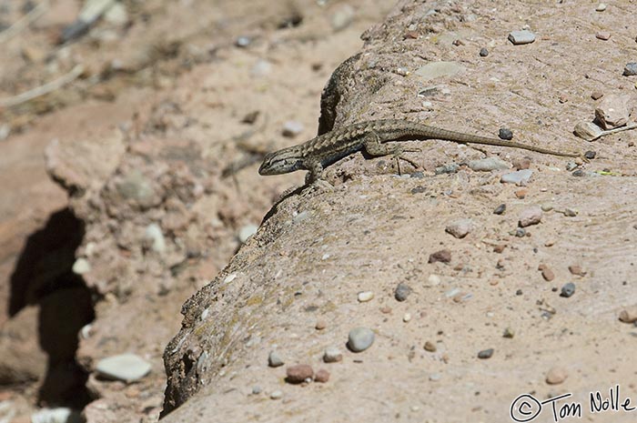 Canyonlands_20080529_165524_488_2X.jpg - This lizard seems to be pondering whether reptiles have nine lives too.  Zion National Park, Utah.