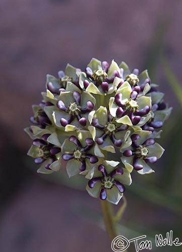 Canyonlands_20080530_115608_233_20.jpg - This climbing milkweed is found in a shady and slightly damp corner of Zion National Park, Utah.