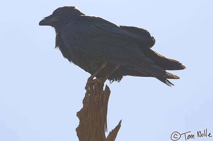 Canyonlands_20080530_120332_552_2X.jpg - Like all photographic subjects, this raven has conspired to be in a difficult position against the sun.  Zion National Park, Utah.