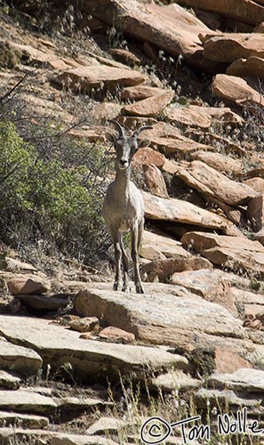 Canyonlands_20080530_122034_567_2X.jpg - A young bighorn looks us over curiously.  Canyon View Trail Zion National Park, Utah.