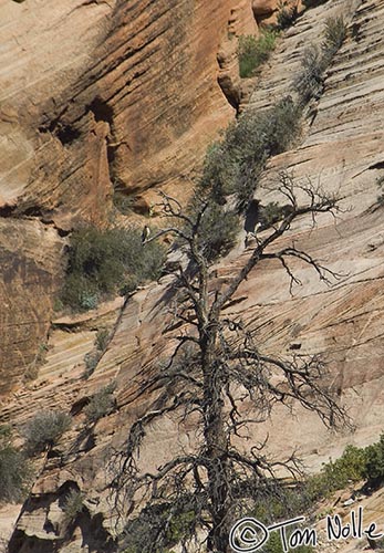 Canyonlands_20080530_124418_585_2X.jpg - A large hawk, likely a red-tailed hawk, perches in a dead tree in Zion National Park, Utah.