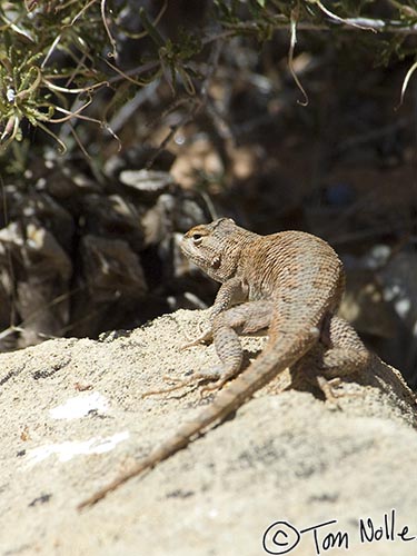 Canyonlands_20080530_134750_597_2X.jpg - A desert spiny lizard basks in the sun on a rock just outside Zion National Park, Utah.