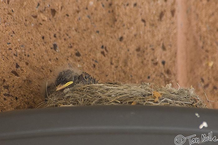 Canyonlands_20080530_152102_626_2X.jpg - A hatchling Say's Phoebe waits for mom to return.  Coral Pink Sand Dunes, outside Zion National Park, Utah.