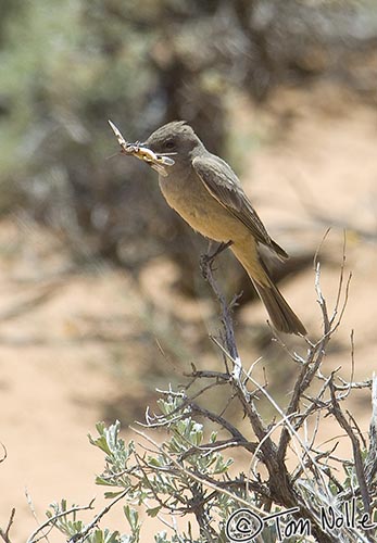 Canyonlands_20080530_152124_628_2X.jpg - A Say's Phoebe gets a dragonfly to feed her young. Coral Pink Sand Dunes, outside Zion National Park, Utah.