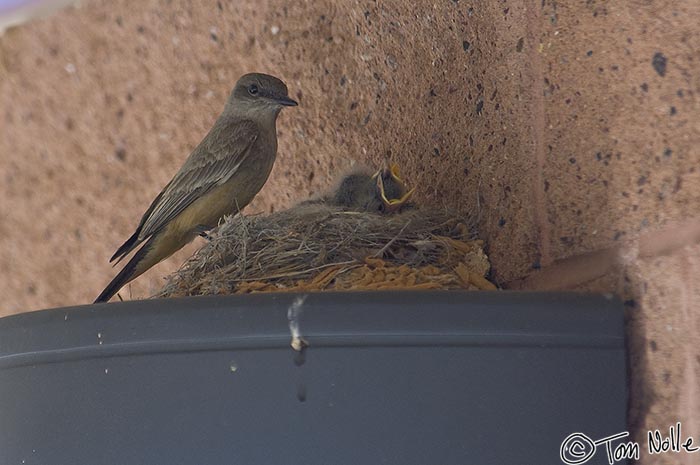 Canyonlands_20080530_152156_640_2X.jpg - Say's Phoebe on a nest in Coral Pink Sand Dunes, outside Zion National Park, Utah.