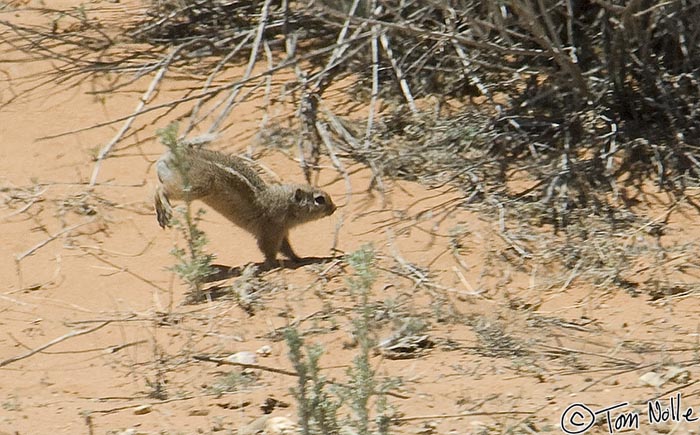 Canyonlands_20080530_160000_684_2X.jpg - An antelope squirrel kicks up its heels at Coral Pink Sand Dunes, outside Zion National Park, Utah.