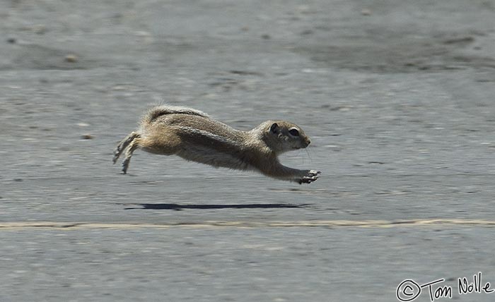 Canyonlands_20080530_160440_711_2X.jpg - A white-tailed antelope squirrel hurries across some very hot parking lot outside at Coral Pink Sand Dunes, outside Zion National Park, Utah.