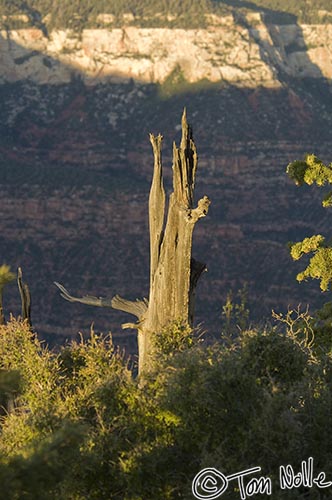 Canyonlands_20080530_221536_803_2X.jpg - A dead tree catches some late sun at Grand Canyon North Rim, Arizona.