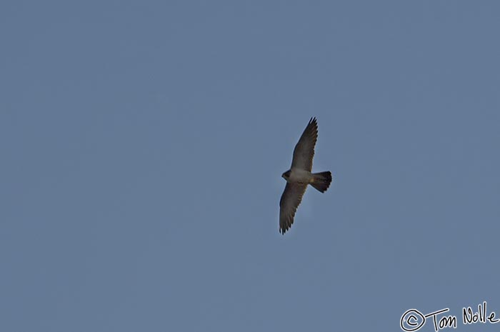 Canyonlands_20080531_082330_890_2X.jpg - A peregrine falcon soars above the Grand Canyon North Rim, Arizona.