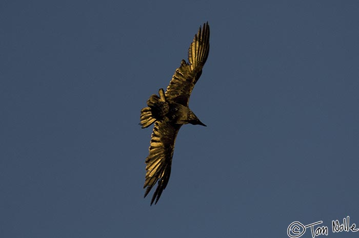 Canyonlands_20080531_082734_925_2X.jpg - A raven's glossy feathers reflect the sunrise, making the bird look like it's cast from molten gold.  Grand Canyon North Rim, Arizona.