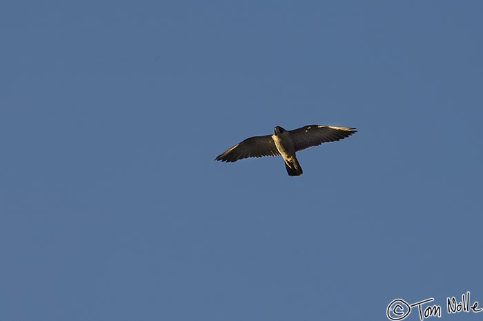 Canyonlands_20080531_083940_963_2X.jpg - A peregrine falcon soars over the canyon, hunting.  Grand Canyon North Rim, Arizona.