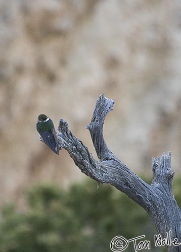 Canyonlands_20080531_092540_013_2X.jpg - A swallow takes a rare rest from flying and perches in a tree in the Grand Canyon North Rim, Arizona.