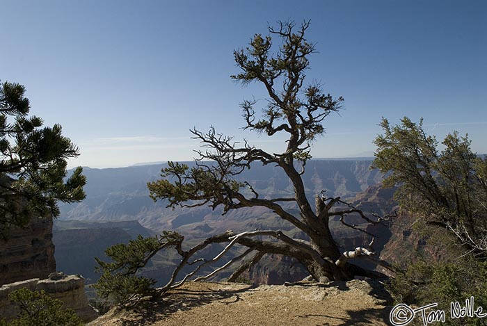 Canyonlands_20080531_111436_444_20.jpg - The rim of the canyon is dotted with scenic places where you get both a sense of the overall grandeur of the place and the distance down to the canyon floor.  Grand Canyon North Rim, Arizona.