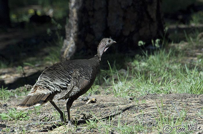 Canyonlands_20080531_112802_067_2X.jpg - A female turkey heads for the shade, but is still caught in a stray sunbeam.  Grand Canyon North Rim, Arizona.