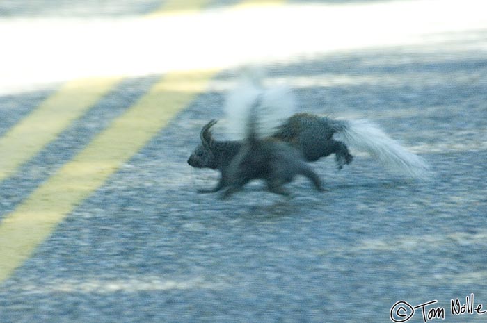 Canyonlands_20080531_113150_095_2X.jpg - Two Kaibab squirrels collide trying to avoid a vehicle.  Grand Canyon North Rim, Arizona.