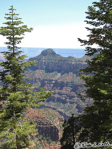 Canyonlands_20080531_170744_491_S.jpg - A slice of the canyon seen between trees on the rim.  Grand Canyon North Rim, Arizona.